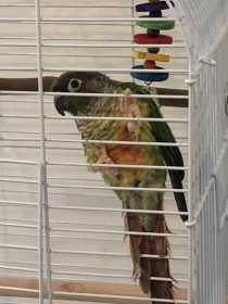 Lost Conure