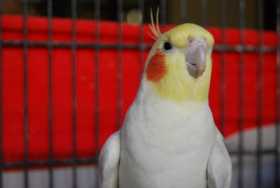 Lost Cockatiel