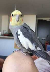 Lost Cockatiel