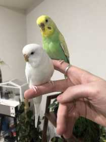 Lost Budgerigar