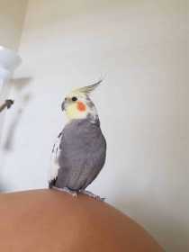 Lost Cockatiel