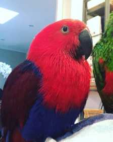 Lost Eclectus