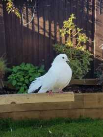 Lost Dove