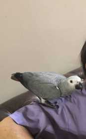 Lost African Grey