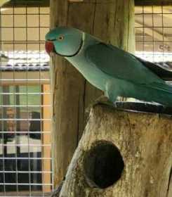 Lost Indian Ringneck Parakeet