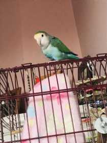 Lost Lovebird