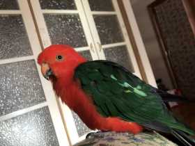 Lost Red-capped / Western King