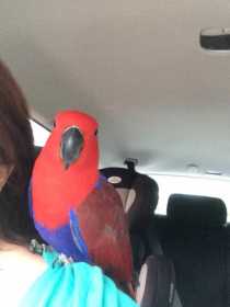 Lost Eclectus