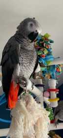 Lost African Grey