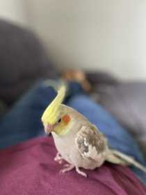 Lost Cockatiel