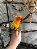 Lost Conure