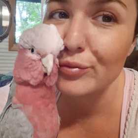 Lost Galah Cockatoo