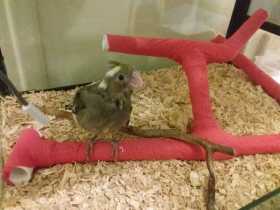 Lost Cockatiel