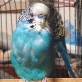 Lost Budgerigar