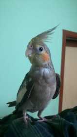 Lost Cockatiel