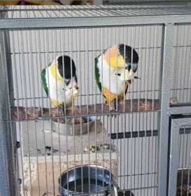 Lost Caique