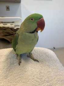 Lost Alexandrine