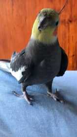 Lost Cockatiel