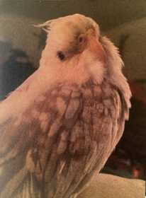 Lost Cockatiel