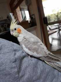 Lost Cockatiel