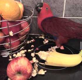 Lost Eclectus
