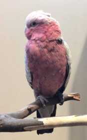 Lost Galah Cockatoo