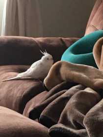 Lost Cockatiel