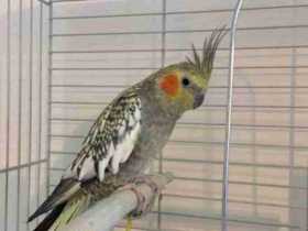 Lost Cockatiel