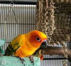 Lost Conure