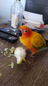 Lost Conure