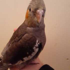 Lost Cockatiel