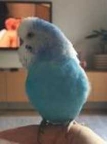 Lost Budgerigar