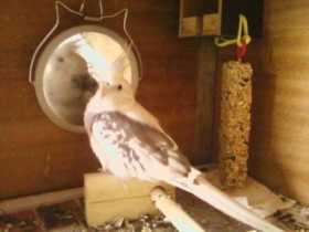 Lost Cockatiel