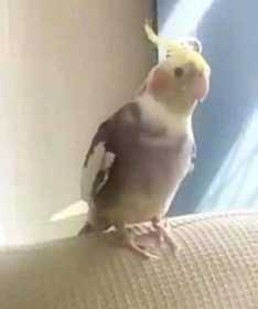 Lost Cockatiel