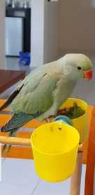 Lost Indian Ringneck Parakeet