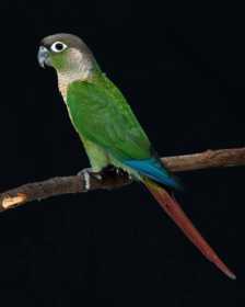 Lost Conure