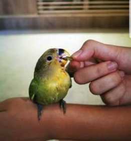 Lost Lovebird