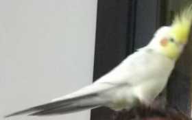 Lost Cockatiel