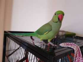 Lost Indian Ringneck Parakeet