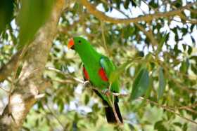 Lost Eclectus