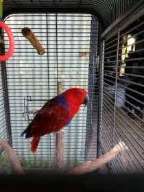 Lost Eclectus