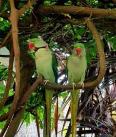 Lost Alexandrine