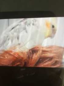 Lost Cockatiel