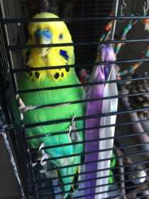 Lost Budgerigar