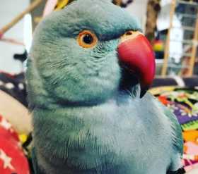 Lost Indian Ringneck Parakeet