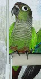 Lost Conure