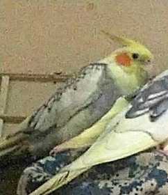 Lost Cockatiel