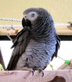 Lost African Grey