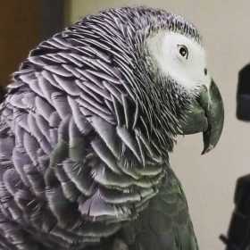 Lost African Grey