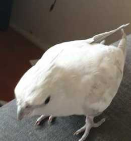 Lost Cockatiel